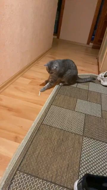 рейтинг любимых игрушек моего кота смотреть онлайн