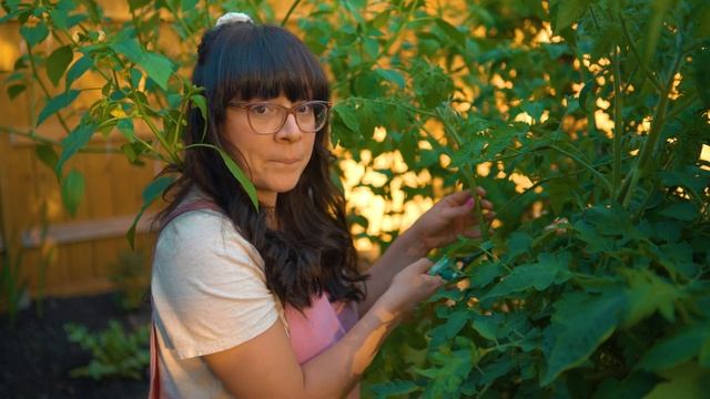 Tips On How To Prune Tomatoes | Indeterminate And Determinate Tomatoes 🍅 смотреть онлайн