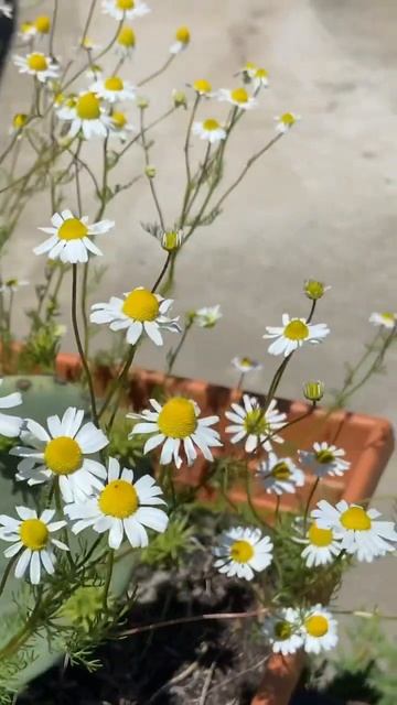Chamomile