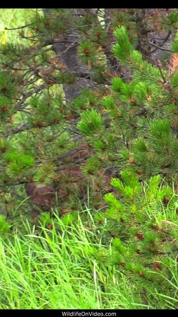 Grizzly Bear Boar Approaches on a Rainy Day смотреть онлайн