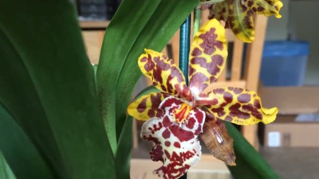 Odontocidium Wildcat In Full Bloom