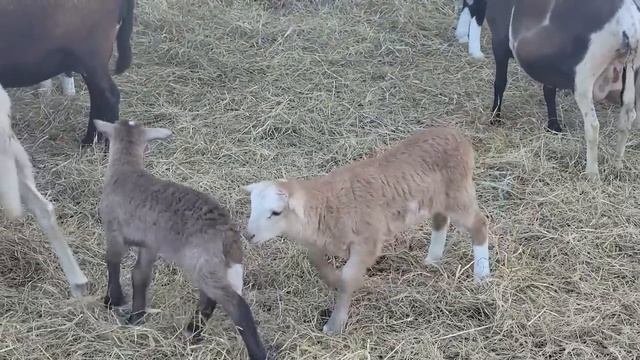 Easter traditions esl смотреть онлайн