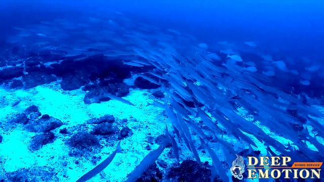 Scuba diving Barracuda 300+ tornado Blue emperor fish Secret points Okinawa Japan in 2021/Mar/07 смотреть онлайн