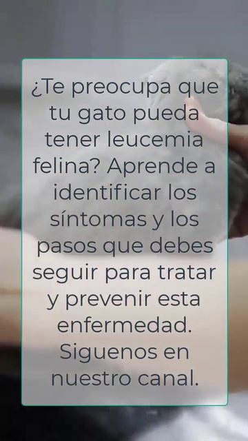 Sintomas de leucemia felina... siguenos en nuestro canal смотреть онлайн