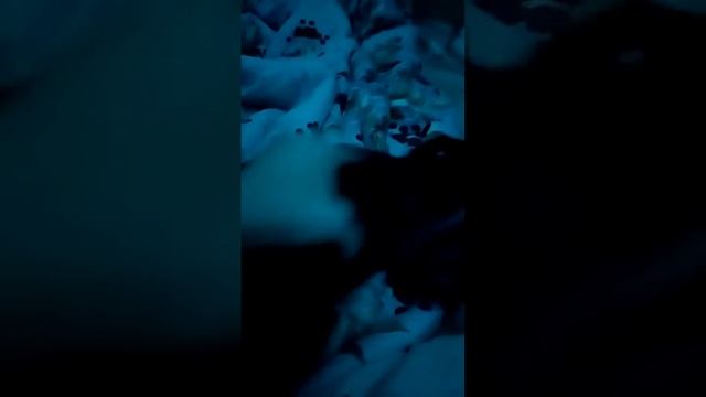чёрный гусь пародия смотреть онлайн