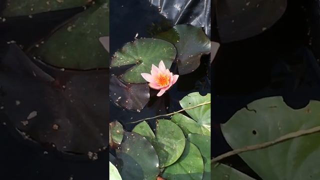 Похолодало, но кувшинки не сдаются смотреть онлайн