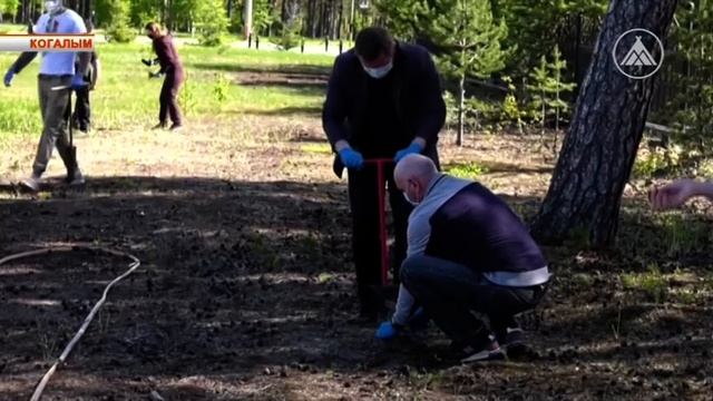 Акция "90 кедров" смотреть онлайн