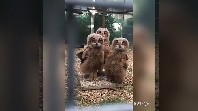 Совята танцуют под песню I Like To Move It...