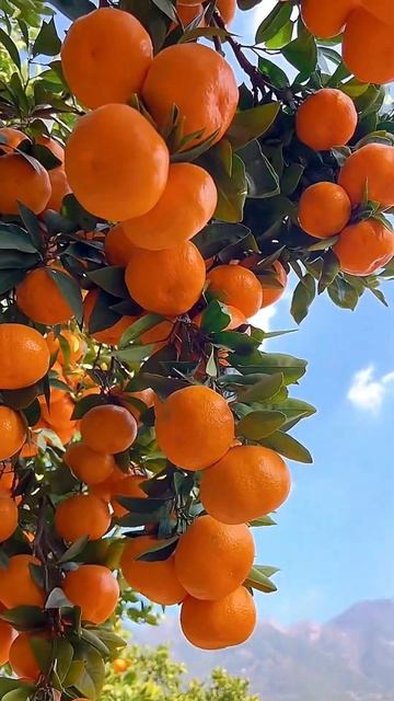 Where is Fruits Lover😍#food #foodie #foodreview #asmr #foodlover #orange #shorts #trending смотреть онлайн