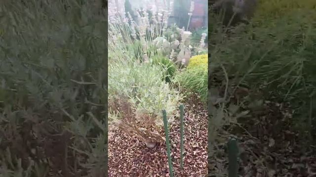 стрижка лаванды... 24.07.2023г. смотреть онлайн