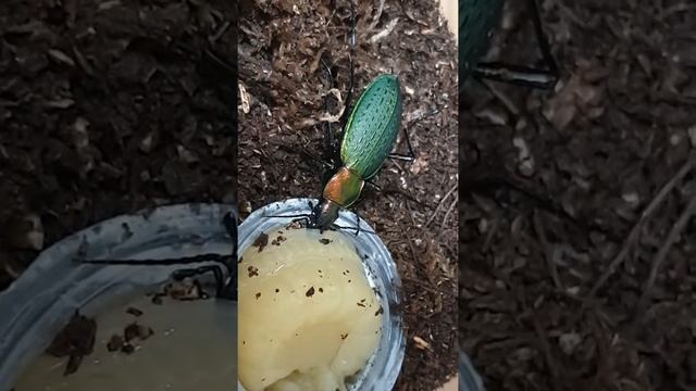 Carabus jankowskii taebeagsanensis female 2 смотреть онлайн