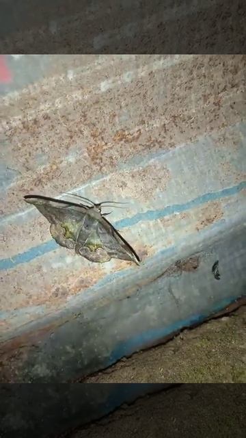 Lovely_Wings_Moth смотреть онлайн