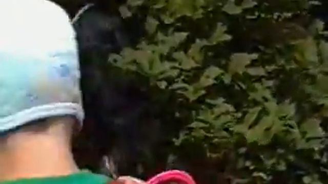 Собака ест ягоды прямо с веток дерева смотреть онлайн