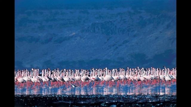 PETE TURNER - The Master Of Color Photography (720p) смотреть онлайн