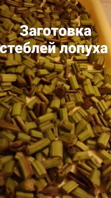 стебли сочные лопуха,просушиваем основательно!
