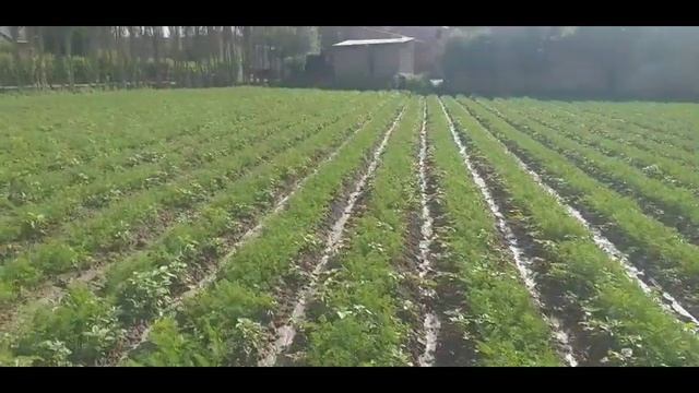 Sabzi Ekish Natijalari | Сабзи экиш натижалари | Результаты посадки моркови.08.05.2023