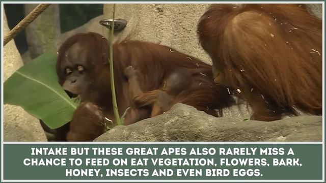 What Kinds of Food Do Orangutans Eat? Educational Facts about Great Apes смотреть онлайн