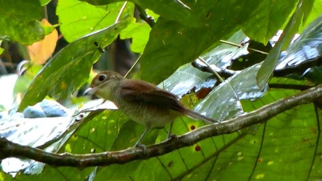 Shrike, Tiger - Lanius tigrinus смотреть онлайн