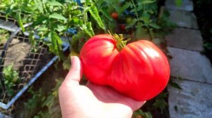 Томат БУДЁНОВКА, урожайный и крупноплодный сорт! 🍅