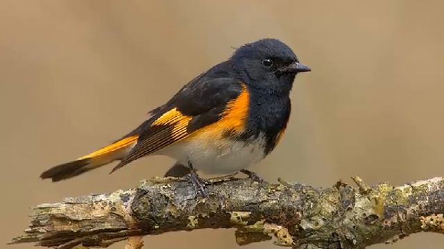 Arañero Boreal o Candelita Norteña Cantando Sonido para Llamar El Mejor смотреть онлайн