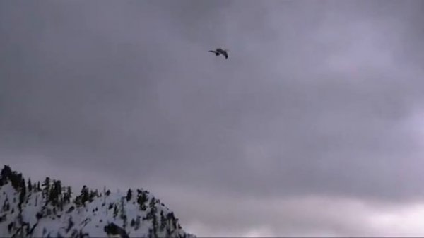 Jonathan Livingston Seagull / Lene Marlin