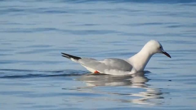Slender-billed Gull, Gabbiano roseo (Chroicocephalus genei) смотреть онлайн
