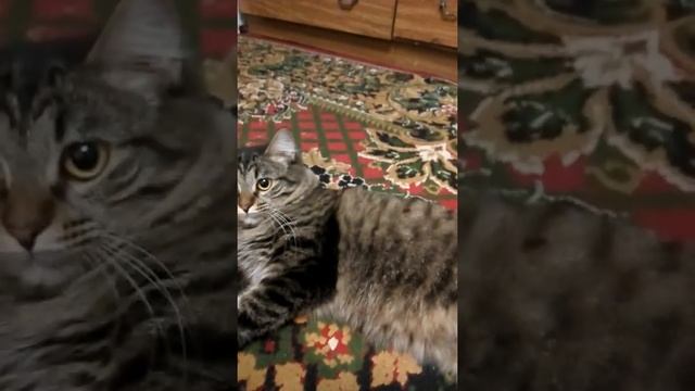 Моя кошка Маринка смотреть онлайн