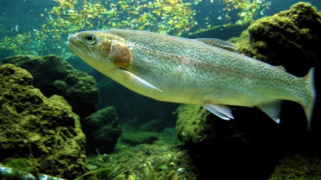 Top 10 Healthiest Fish To Eat смотреть онлайн