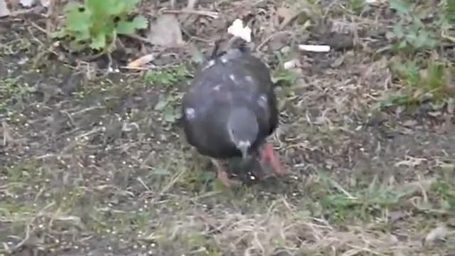 001 Фильм о черноглазке смотреть онлайн