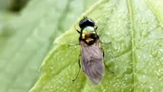 Chloromyia formosa смотреть онлайн