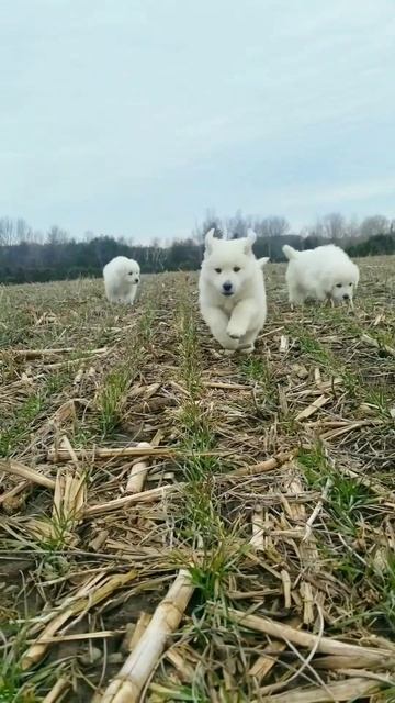 Time for a "Paws"🐕🐾#maremma #dog #youtube #shorts смотреть онлайн