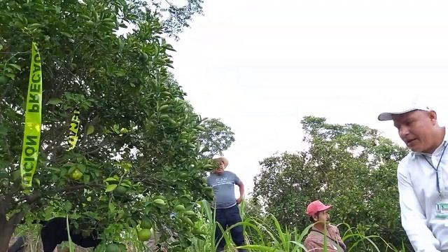 LEPROSIS EN ÁRBOLES DE NARANJA смотреть онлайн