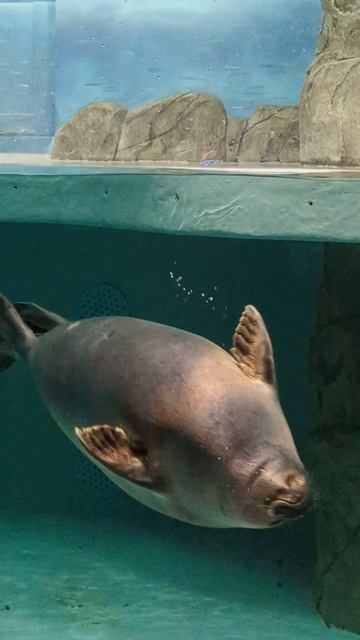 Байкальские нерпы в Москвариуме смотреть онлайн