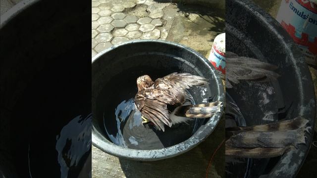 perkembangan alap alap cg dari kecil sampai dewasa #alapalap #elang #falcon #falcons #bop смотреть онлайн