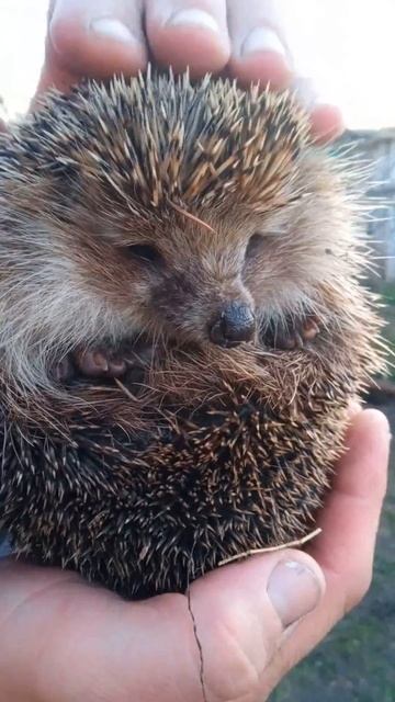 К нам в гости пришел ёжик 🦔 смотреть онлайн