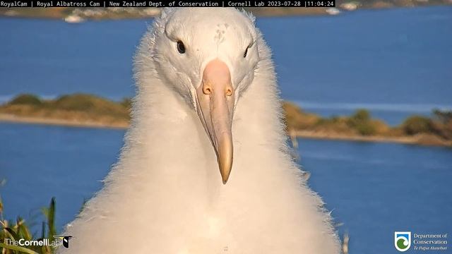 (28.07.2023) Альбатрос - Albatross смотреть онлайн