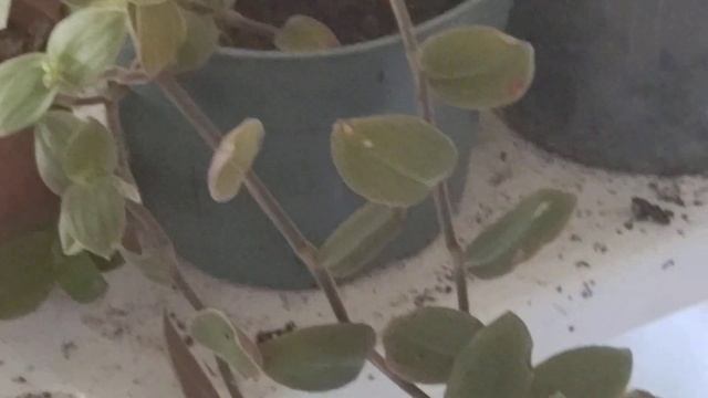 A super giving Houseplant Baby Bunnies Wandering Jew смотреть онлайн
