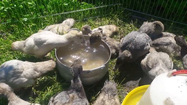 Мускусные утята 1, 5 месяца смотреть онлайн