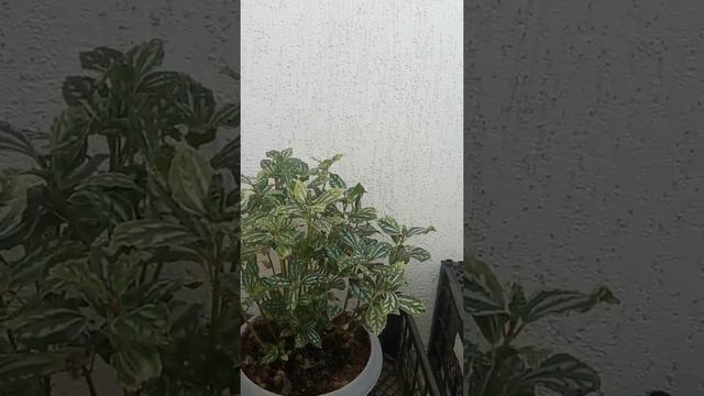 Мои домашние растения смотреть онлайн