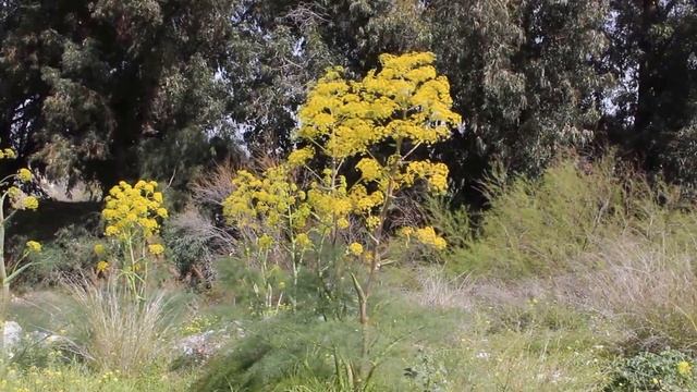 ferula communis - Cyprus смотреть онлайн