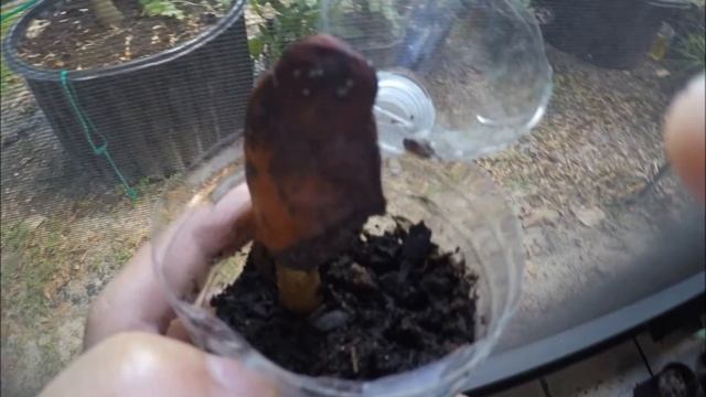 Germinating Musang King durian seeds смотреть онлайн