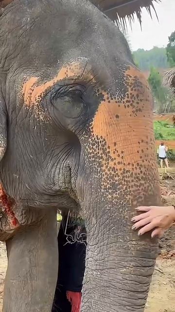 Милые слоники на Пхукете смотреть онлайн