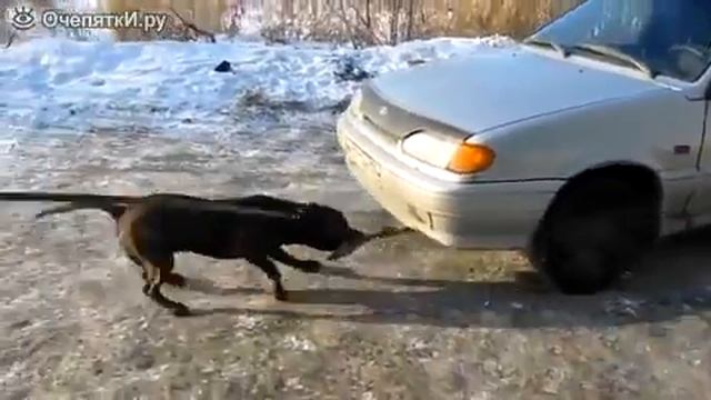 Собака бодибилдер смотреть онлайн