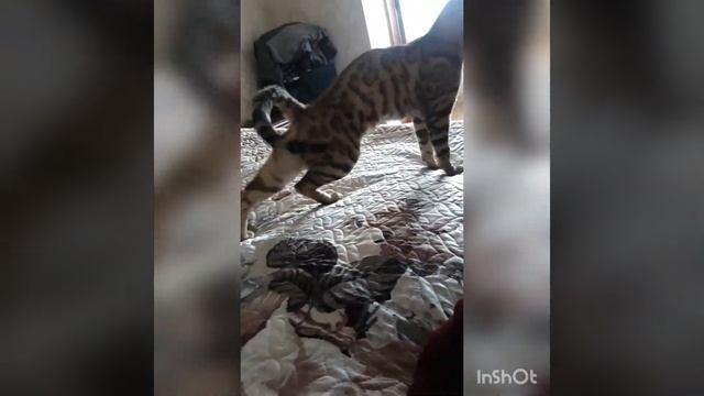 Забавные бенгалы смотреть онлайн