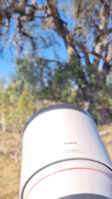 Special moment with a Leopard #safari #wildlife #wildlifephotography #leopard смотреть онлайн