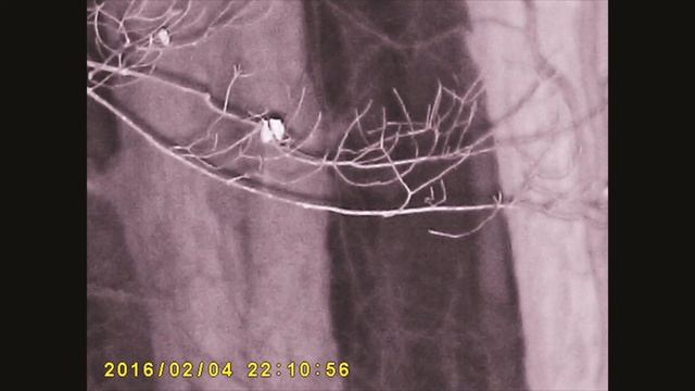 It's Quiet Night Vision Hidden Cam смотреть онлайн