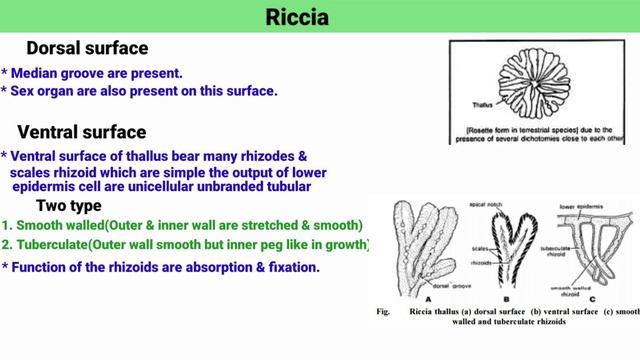 Riccia thallus structure & Morphology & Antony B.sc 2nd semester Botany @UmeshBiology смотреть онлайн