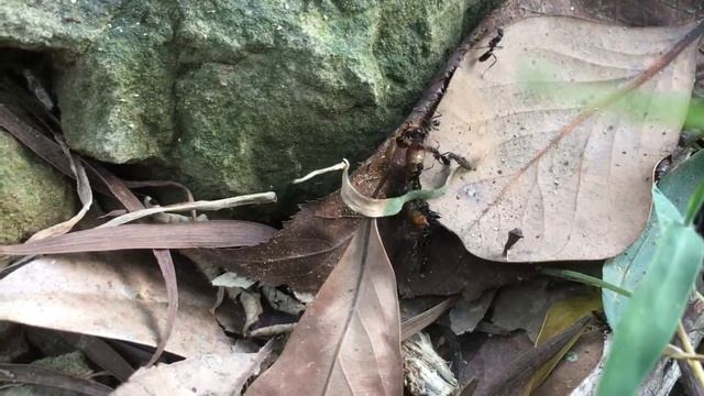 吉悌細顎針蟻 野外覓食 Leptogenys kitteli смотреть онлайн
