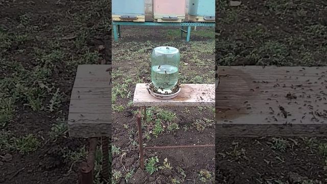 Вода для пчел!!! смотреть онлайн