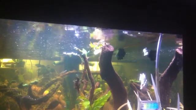 Marimo ball propagation смотреть онлайн